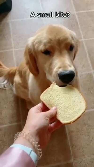 Gentle golden boy does a small nibble