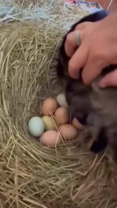 Cat mom incubating her eggs