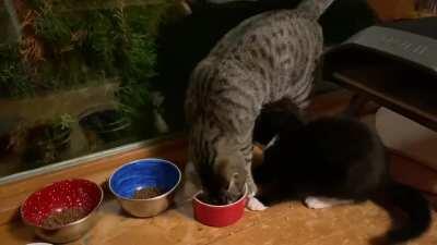 Linus and Schroeder are still getting to know each other...