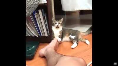 Cat after smelling it's owner's stinky foot :(