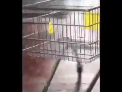 Live shopping cart reaction: