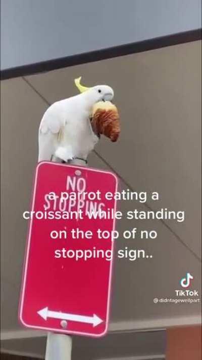 Parrot just chilling with his croissant