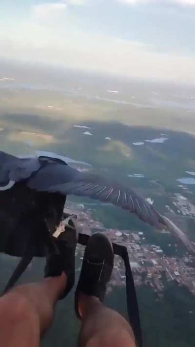 Paraglider happy-freaks when he gets a visitor 