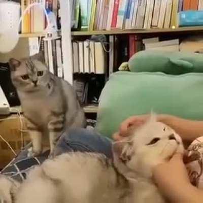 why aren&rsquo;t you petting me :(