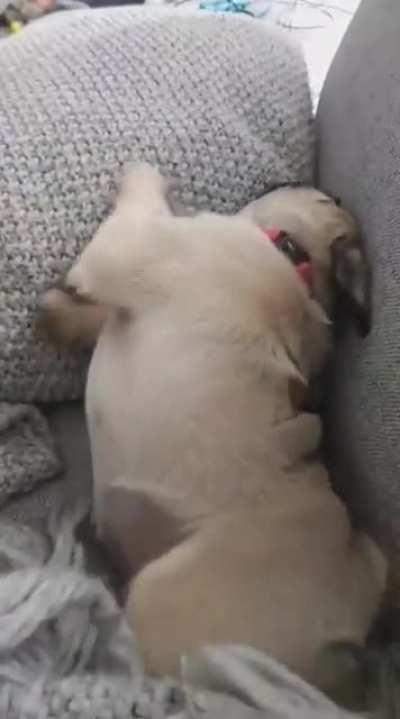 Small pug launching an attack