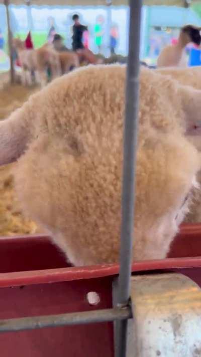 nothing like the county fair