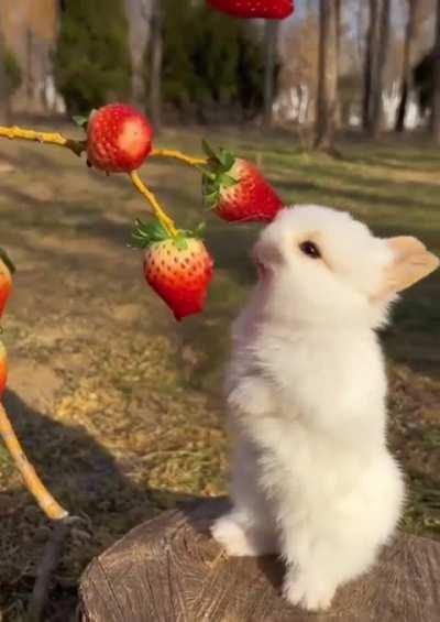 The cutest bunny eating strawberries🥰😍🥰🥰🥰