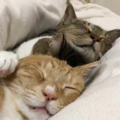 Three kitties in a blanket