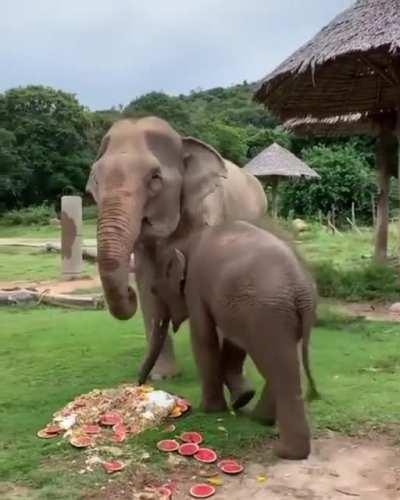 Elephant birthday