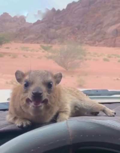 Friendly reminder that the Hyrax is not a rodent nor closely related to them. Their true closest living relatives are surprisingly Elephants and Manatees.