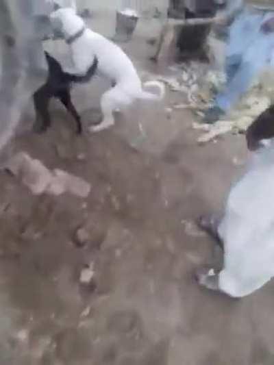 to stop the dogs fighting