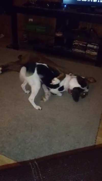 Big dog lil dog... Much love