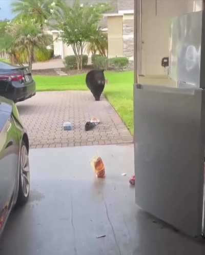 Bear raids fridge.