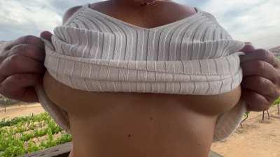 Isn't the vineyard beautiful