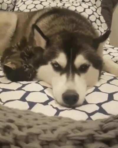 Smol defeated the big ear