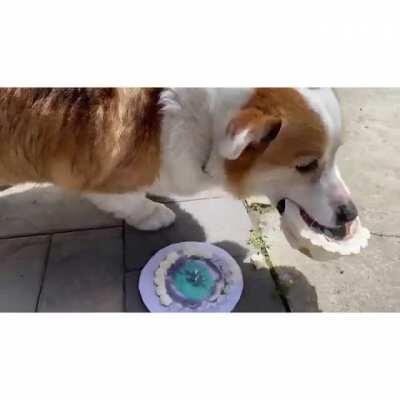 it’s Sparky’s 5th birthday! all he wanted was his cake... and he got it 😅