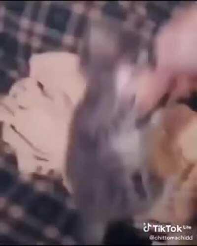 Quer sorvete coisa linda