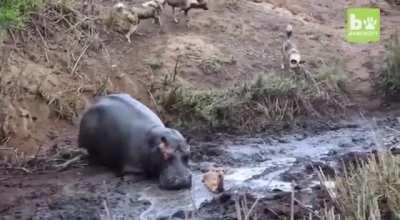 Hippo saves deer and then....