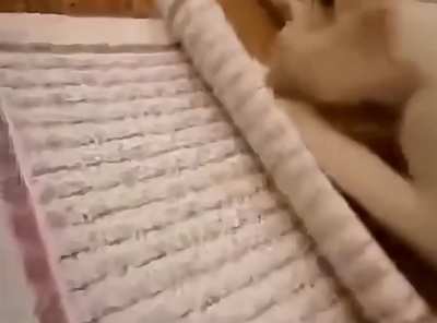 Hani kediler kurana basmıyordu 