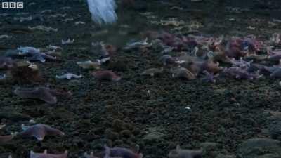 Brinicle formation under the Antarctic ice sheet