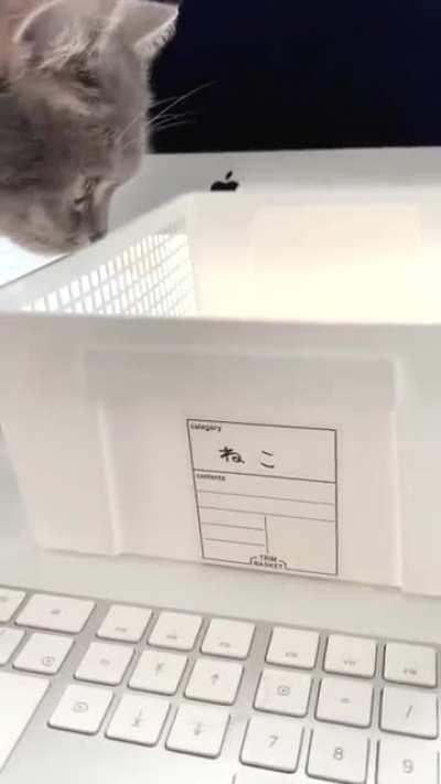 Кошак захватил клавиатуру? Решение проблемы найдено!