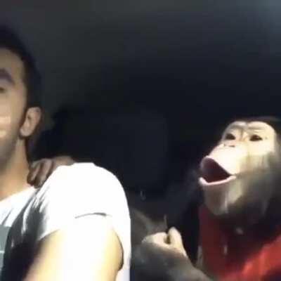 Gryphons after using their healing glocks to kill you in a 2v1