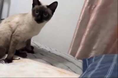 When one cat fell, the second was very surprised