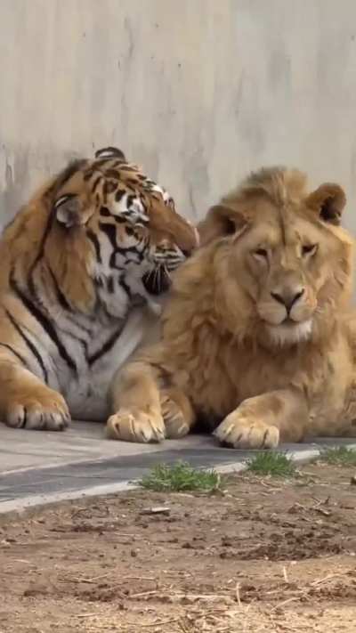 The tiger said, “I like my personal space,” and the lion replied, “I like it too!” 😑😁