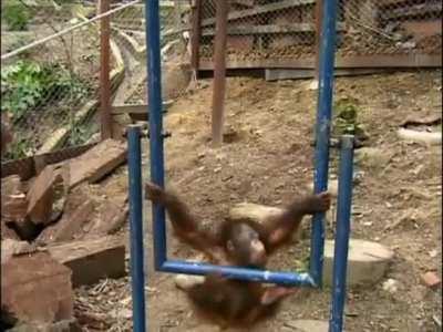 AUGUST 19TH IS INTERNATIONAL ORANGUTAN DAY!