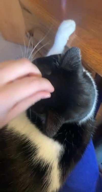 will show fangs for head scritches