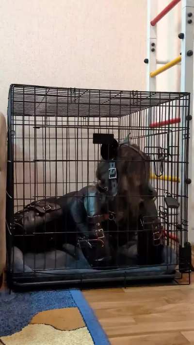 Puppygirl locked in her crate, lying there bored and waiting for her owner to let her out 🐶