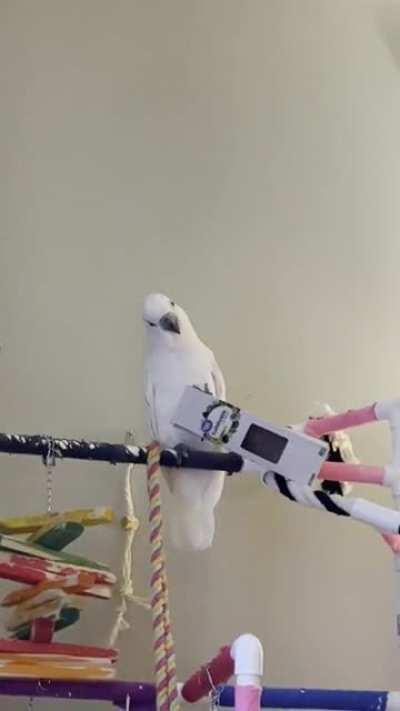 When you give a birb a box….