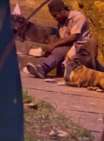 Man giving dogs a birthday