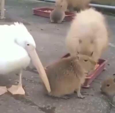 When you’re a snack.. a thicc snack