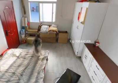 Its was always the cat