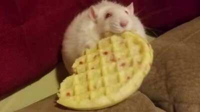 Fly High Fat Rat/Baby Rose. i made this memorial of her memes and some pics of her in life. i truly grew an odd attachment to the rat.