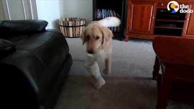 Service dog gets a little mixed up.