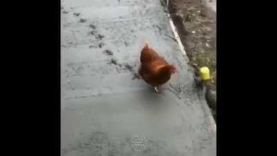 naooo galinhaaa 😢