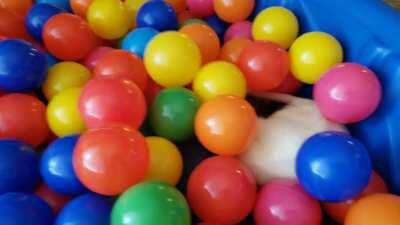 We bought the rats a ball pit!