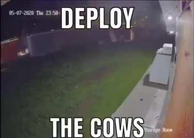 enemy cow 200 meters west