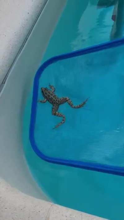 Rescuing A Frog