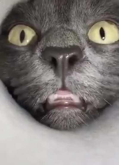 Hey is this food? Give me all your biscuits 🔫