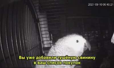 Возможно, стоит опасаться вовсе не роботов ? Пoпугай попросил yмную колонку добавить тушёную свинину в список покупок голосом своего хозяина. И очень обрадовался, когда Алекса сообщила, что свинина уже добавлена.