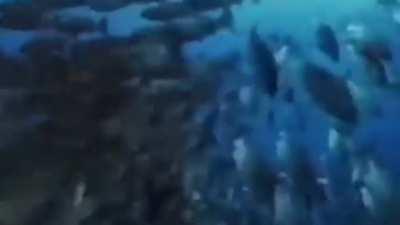 Pat going for a swim