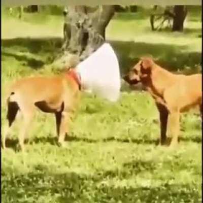 Dog comprador de alumínio