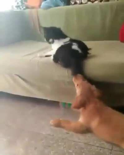 Play with a cat's tail and win...