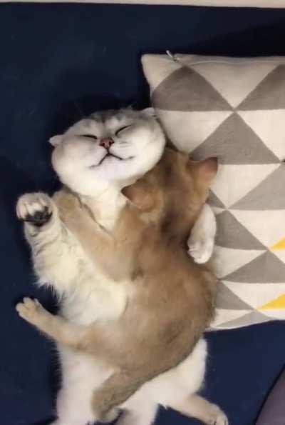 Cat dads also like to spend their free time with their kittens