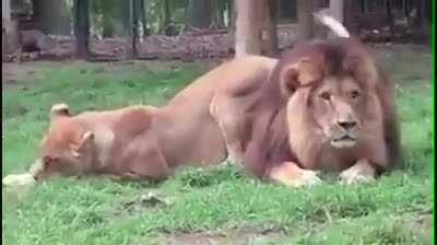 To seduce a lion 