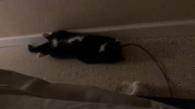 My living cat trill alarm. She is so talkative! I wouldn’t want to be woken up any other way.