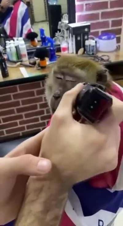 Haircut and trimming to a monkey